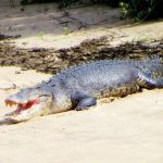 Crocodile-Daintree