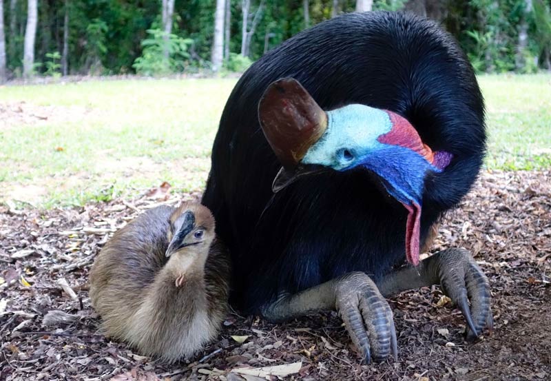 Daintree-Cassowary