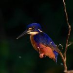 Daintree-Kingfisher