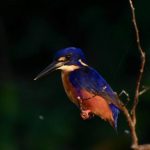 Daintree-Kingfisher