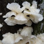 Tree-Fungus
