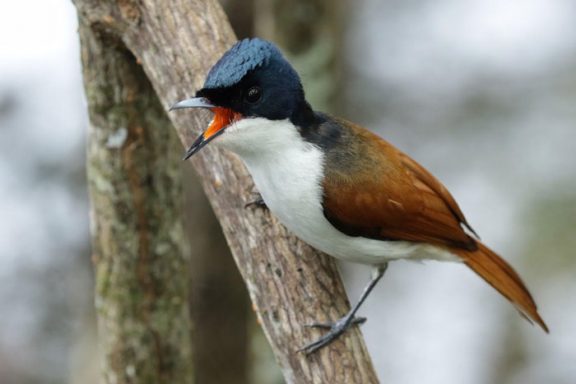 Daintree-Bird-Watching