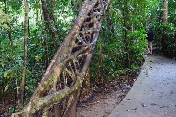 Daintree-Boardwalk