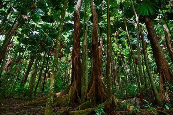 Daintree-Guided-Walk-tours