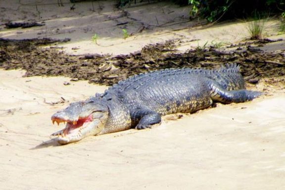 Daintree-River-ruises