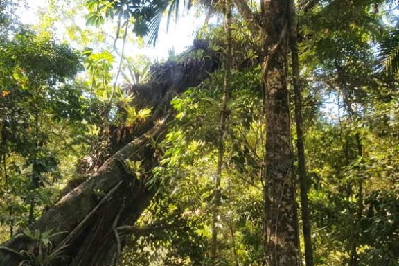 explore-daintree-rainforest